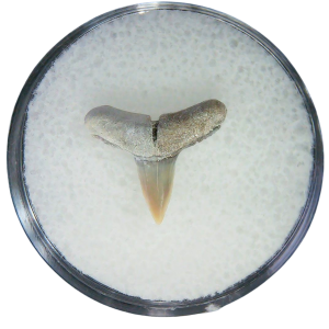 Negaprion eurybathrodon Teeth for Sale Extinct Lemon Shark #28