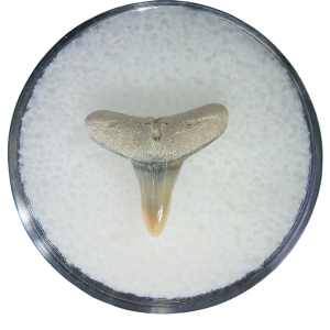 Negaprion eurybathrodon Teeth for Sale Extinct Lemon Shark #29