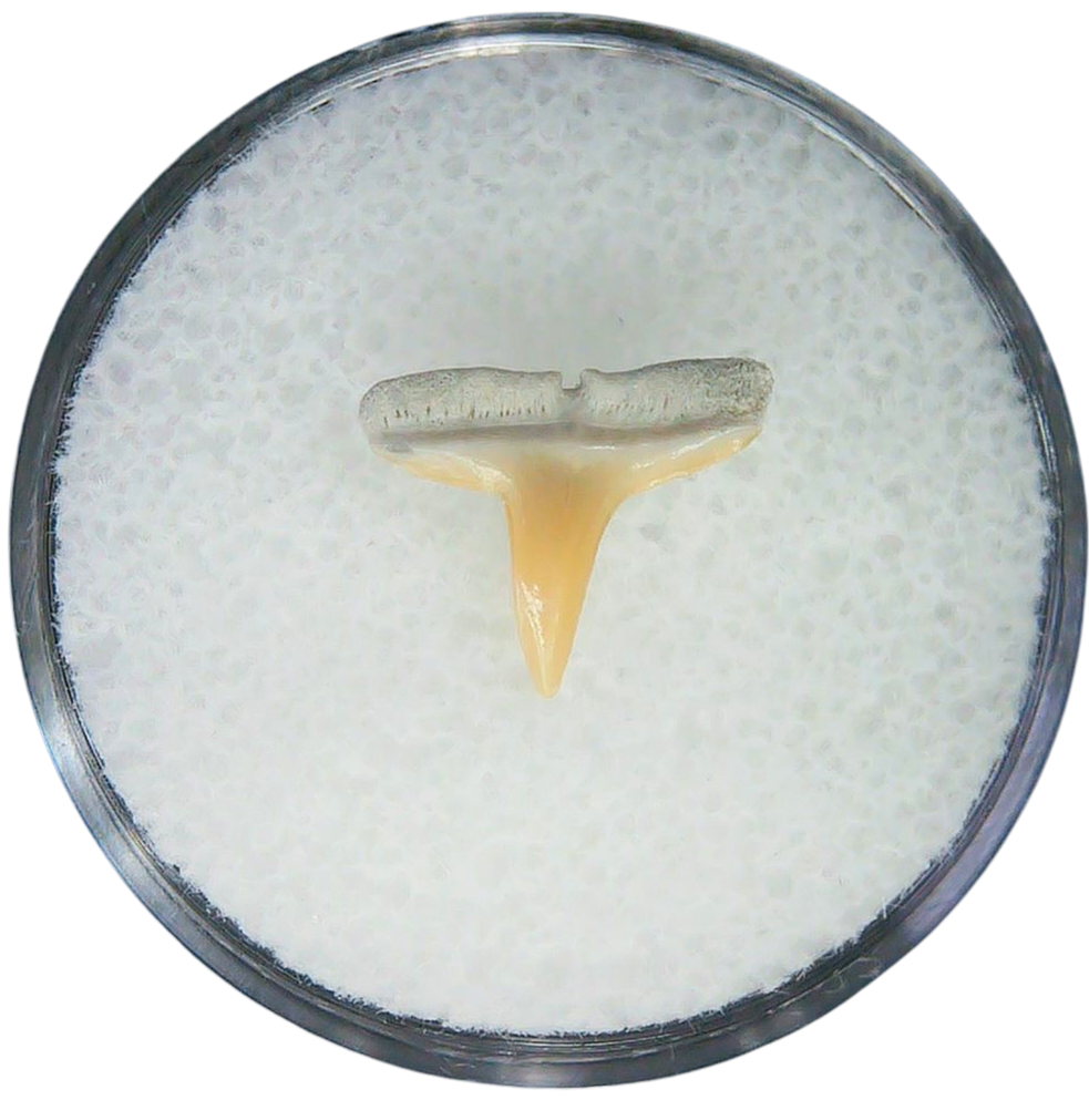 Negaprion eurybathrodon Teeth for Sale Extinct Lemon Shark 2a | Fossils for Sale Negaprion eurybathrodon Teeth for Sale Extinct Lemon Shark #2a