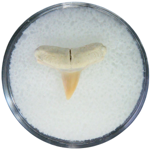 Negaprion eurybathrodon Teeth for Sale Extinct Lemon Shark #3