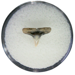 Negaprion eurybathrodon Teeth for Sale Extinct Lemon Shark #30
