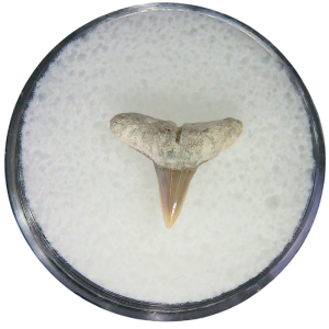 Negaprion eurybathrodon Teeth for Sale Extinct Lemon Shark #31