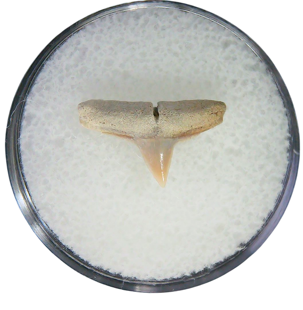 Negaprion eurybathrodon Teeth for Sale Extinct Lemon Shark 32 | Fossils for Sale Negaprion eurybathrodon Teeth for Sale Extinct Lemon Shark #32