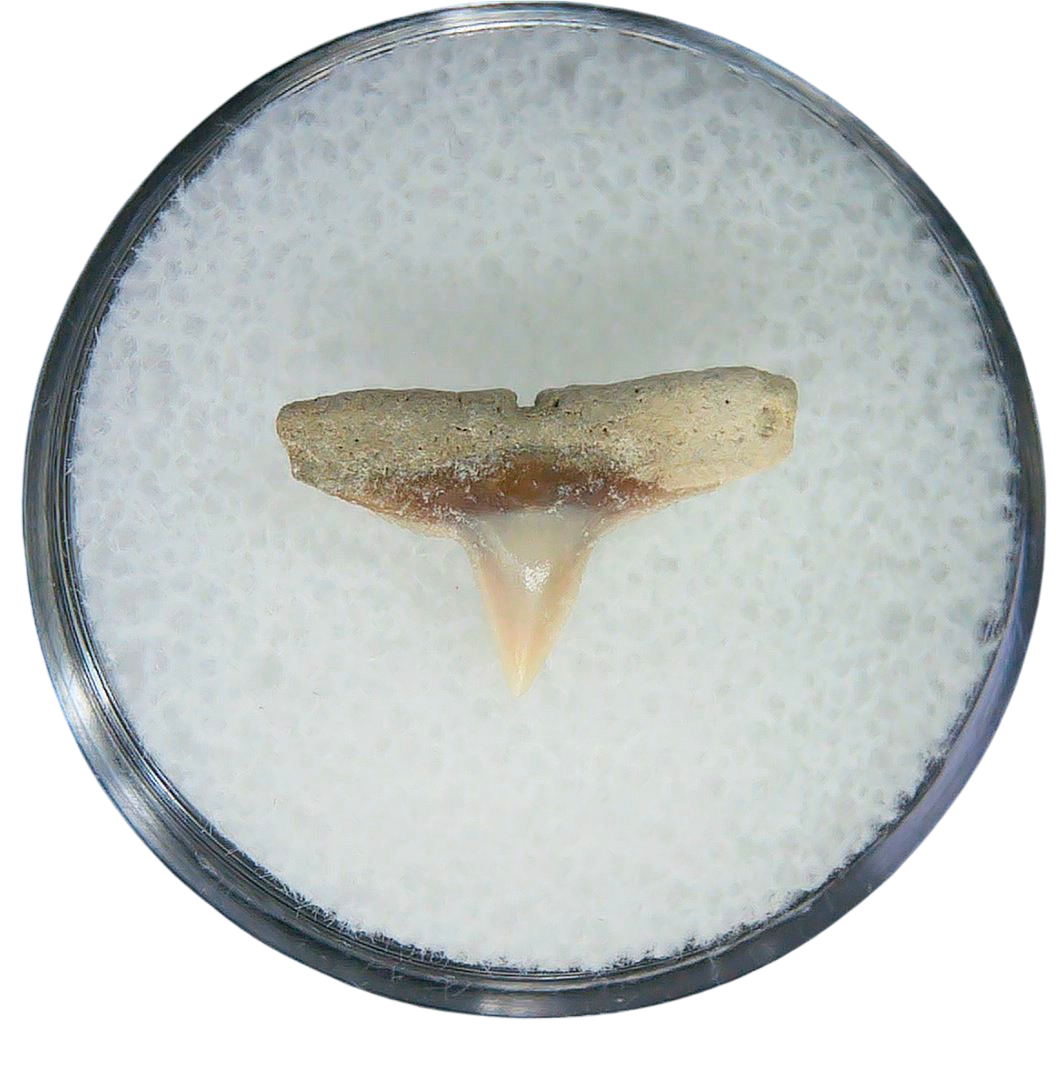 Negaprion eurybathrodon Teeth for Sale Extinct Lemon Shark 32a | Fossils for Sale Negaprion eurybathrodon Teeth for Sale Extinct Lemon Shark #32a
