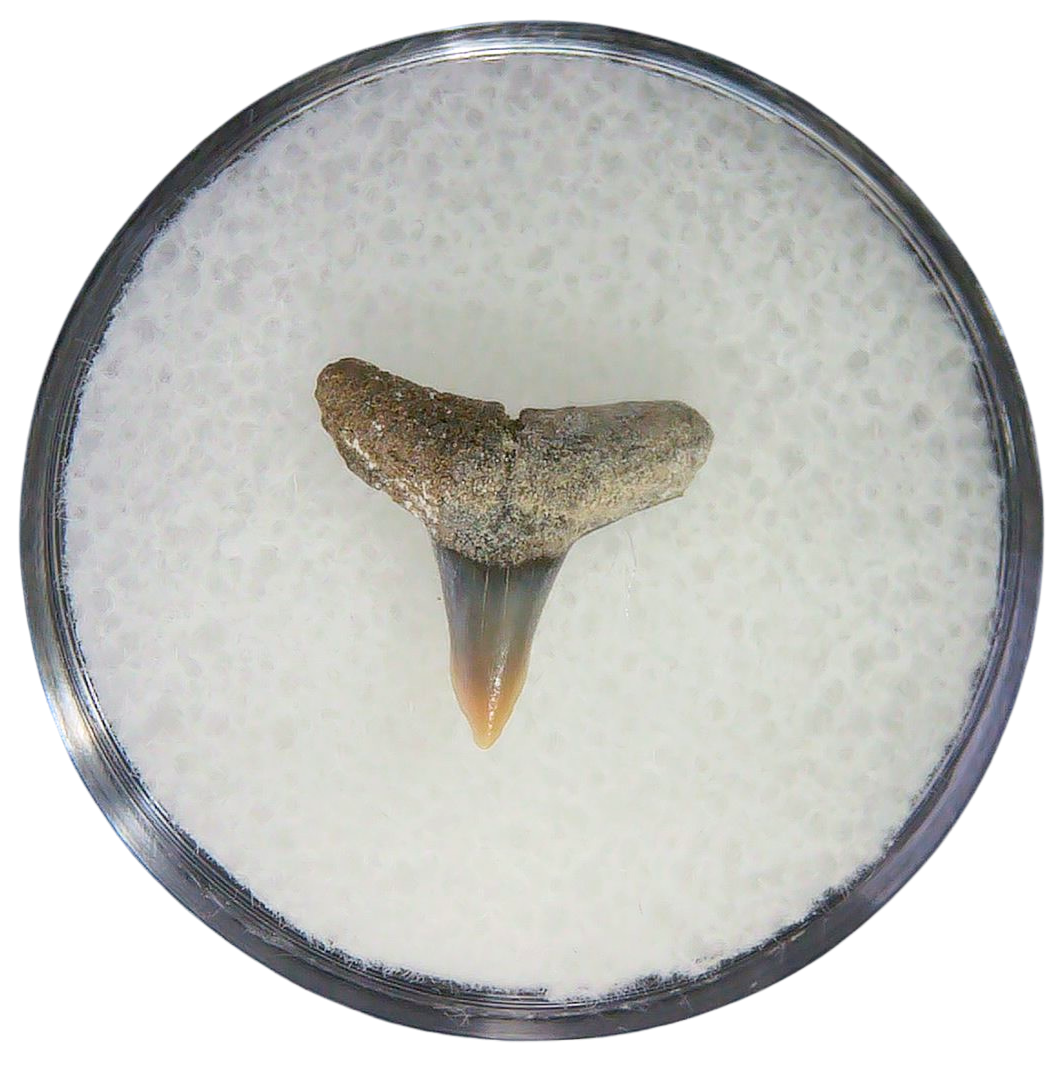 Negaprion eurybathrodon Teeth for Sale Extinct Lemon Shark 33 | Fossils for Sale Negaprion eurybathrodon Teeth for Sale Extinct Lemon Shark #33