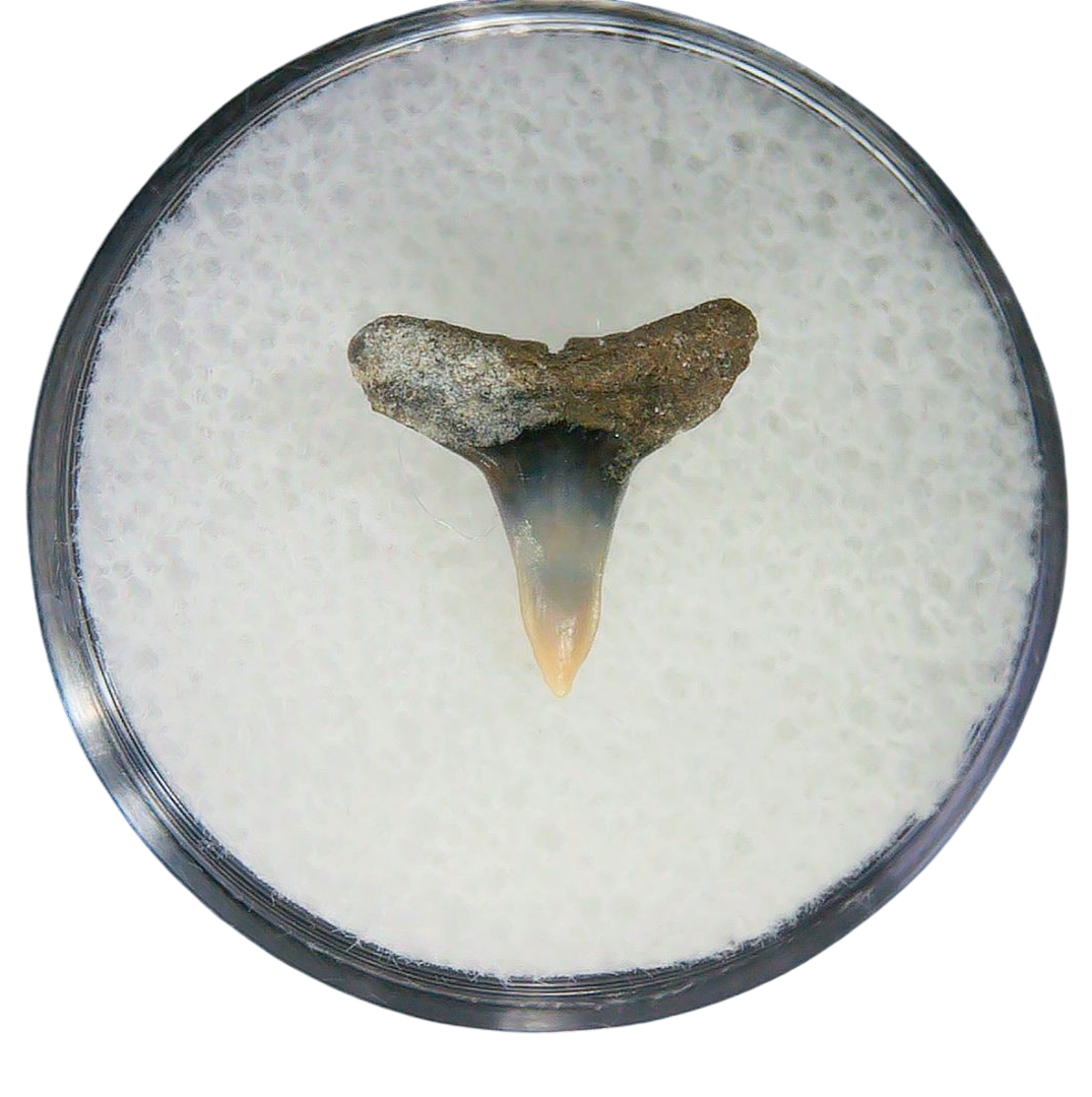 Negaprion eurybathrodon Teeth for Sale Extinct Lemon Shark 33a | Fossils for Sale Negaprion eurybathrodon Teeth for Sale Extinct Lemon Shark #33a