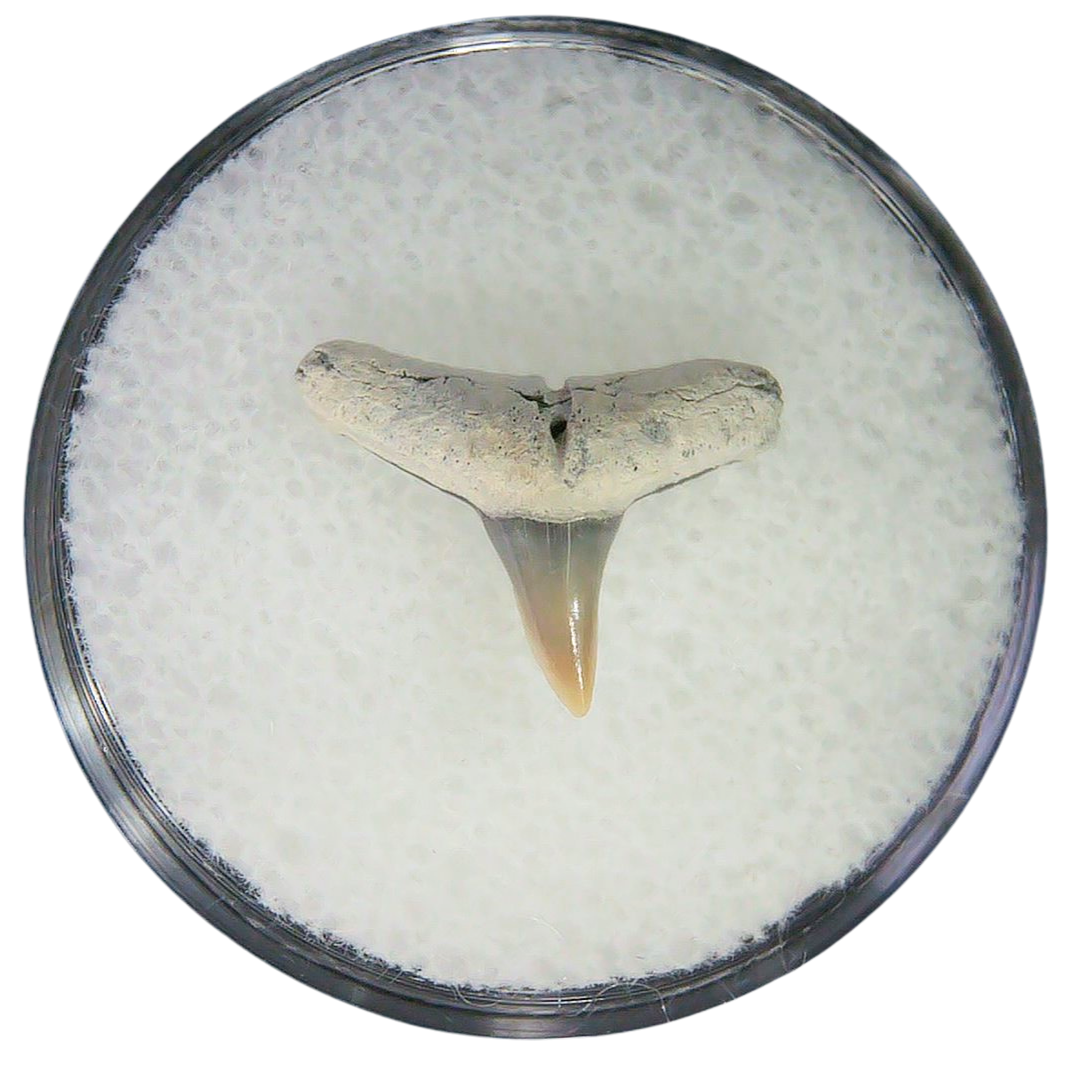 Negaprion eurybathrodon Teeth for Sale Extinct Lemon Shark 34 | Fossils for Sale Negaprion eurybathrodon Teeth for Sale Extinct Lemon Shark #34