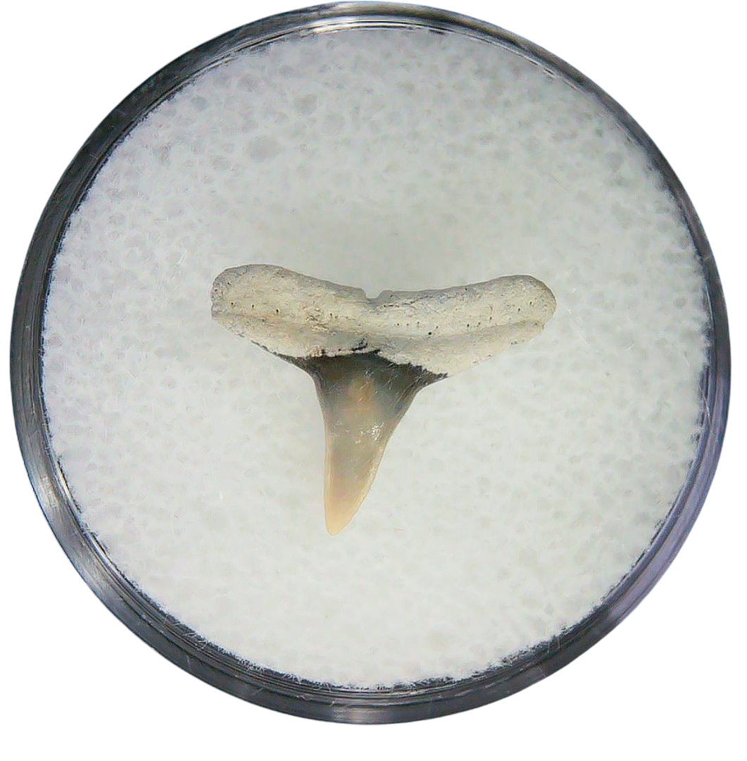 Negaprion eurybathrodon Teeth for Sale Extinct Lemon Shark 34a | Fossils for Sale Negaprion eurybathrodon Teeth for Sale Extinct Lemon Shark #34a