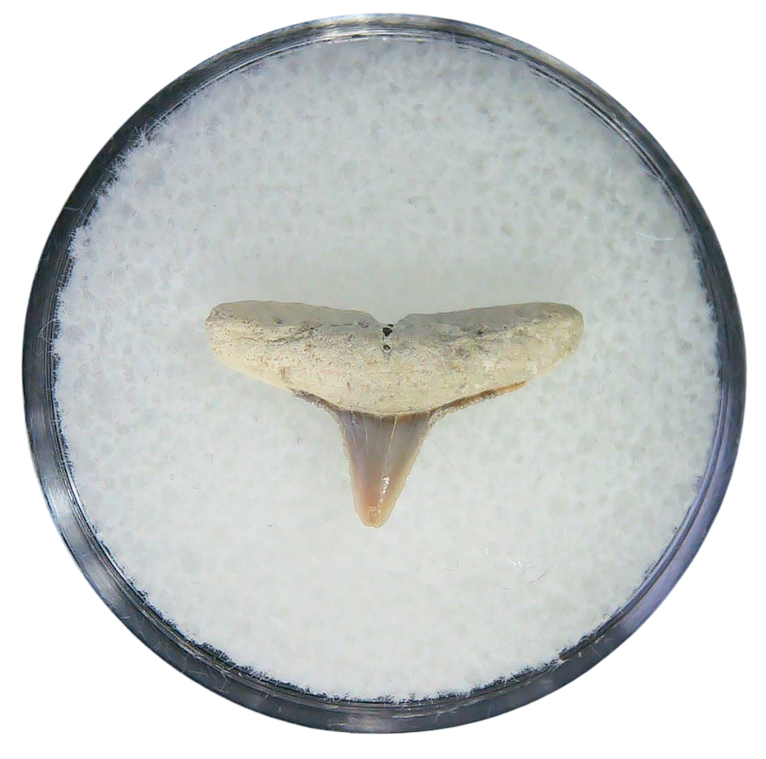 Negaprion eurybathrodon Teeth for Sale Extinct Lemon Shark 35 | Fossils for Sale Negaprion eurybathrodon Teeth for Sale Extinct Lemon Shark #35