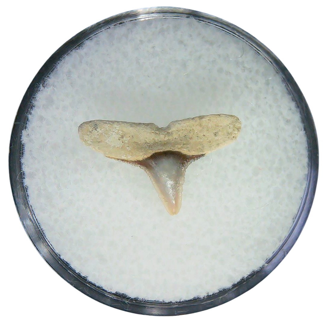 Negaprion eurybathrodon Teeth for Sale Extinct Lemon Shark 35a | Fossils for Sale Negaprion eurybathrodon Teeth for Sale Extinct Lemon Shark #35a