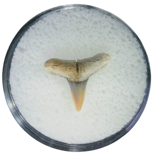 Negaprion eurybathrodon Teeth for Sale Extinct Lemon Shark #36