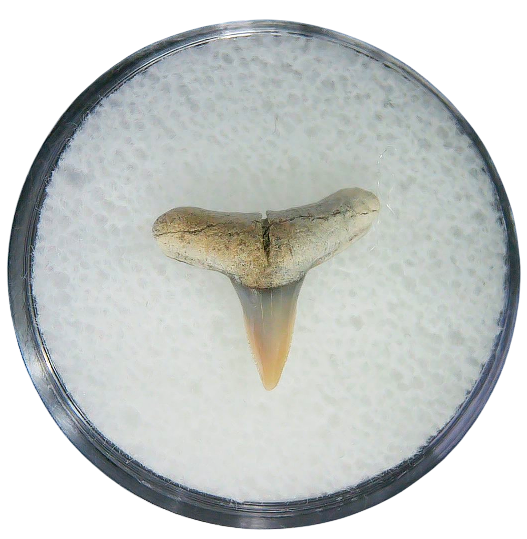 Negaprion eurybathrodon Teeth for Sale Extinct Lemon Shark 36 | Fossils for Sale Negaprion eurybathrodon Teeth for Sale Extinct Lemon Shark #36