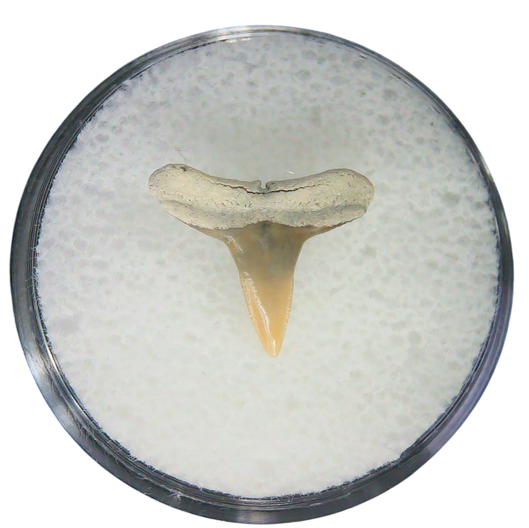 Negaprion eurybathrodon Teeth for Sale Extinct Lemon Shark 36a | Fossils for Sale Negaprion eurybathrodon Teeth for Sale Extinct Lemon Shark #36a
