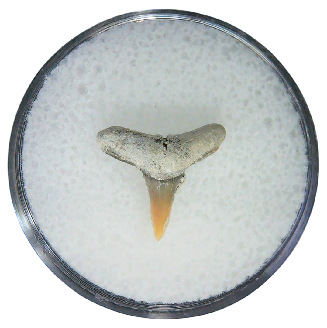 Negaprion eurybathrodon Teeth for Sale Extinct Lemon Shark 37 | Fossils for Sale Negaprion eurybathrodon Teeth for Sale Extinct Lemon Shark #37