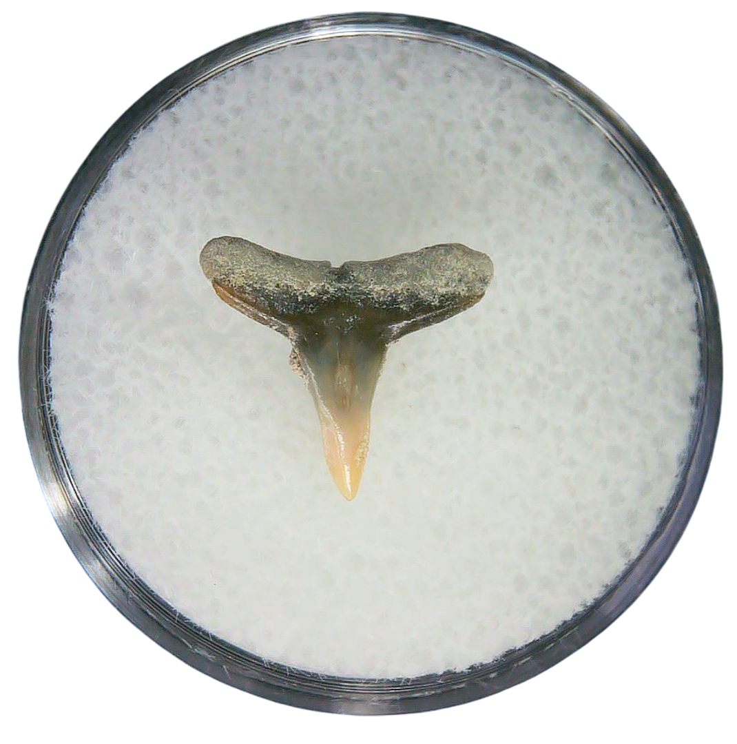 Negaprion eurybathrodon Teeth for Sale Extinct Lemon Shark 37a | Fossils for Sale Negaprion eurybathrodon Teeth for Sale Extinct Lemon Shark #37a