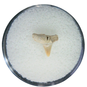 Negaprion eurybathrodon Teeth for Sale Extinct Lemon Shark #38