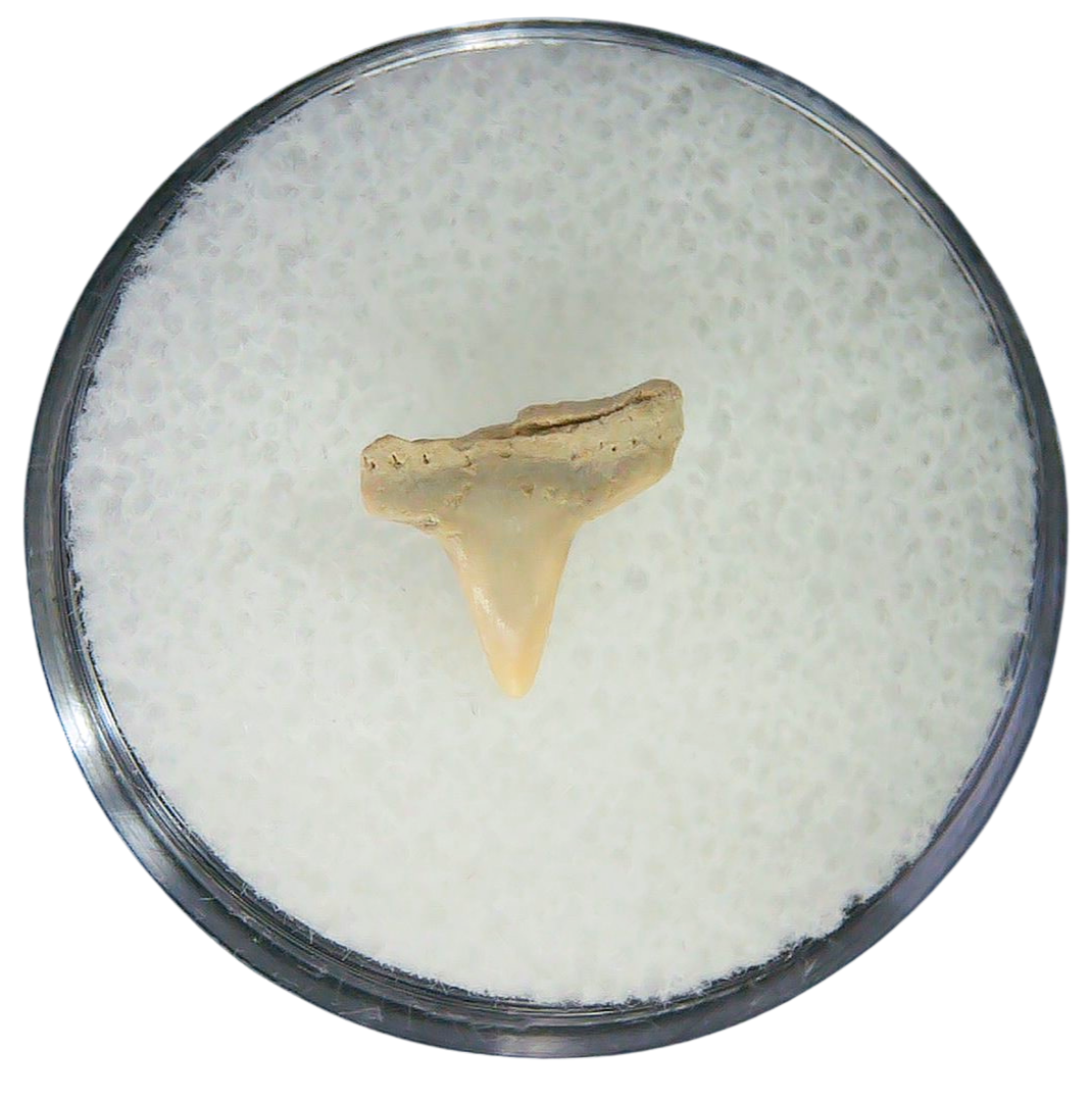 Negaprion eurybathrodon Teeth for Sale Extinct Lemon Shark 38a | Fossils for Sale Negaprion eurybathrodon Teeth for Sale Extinct Lemon Shark #38a