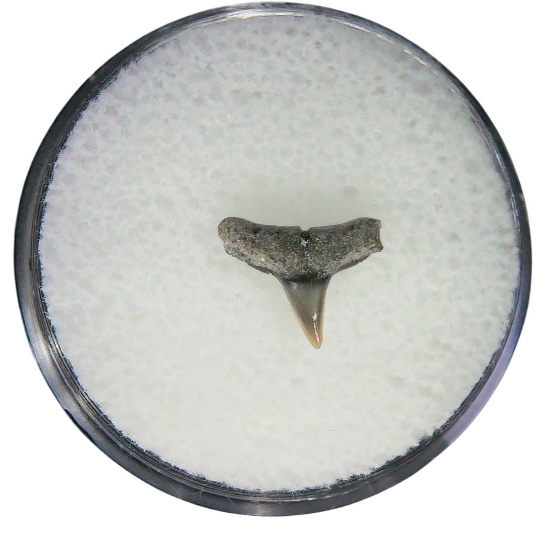 Negaprion eurybathrodon Teeth for Sale Extinct Lemon Shark 39 | Fossils for Sale Negaprion eurybathrodon Teeth for Sale Extinct Lemon Shark #39
