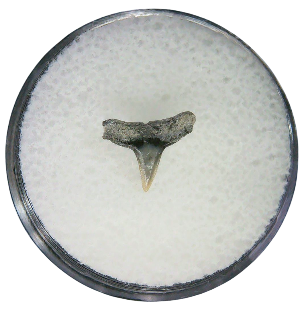 Negaprion eurybathrodon Teeth for Sale Extinct Lemon Shark 39a | Fossils for Sale Negaprion eurybathrodon Teeth for Sale Extinct Lemon Shark #39a