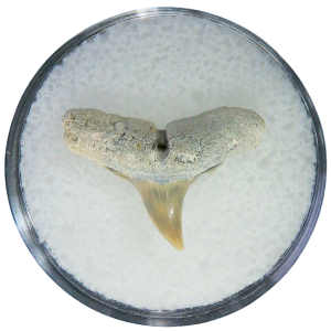 Negaprion eurybathrodon Teeth for Sale Extinct Lemon Shark #4