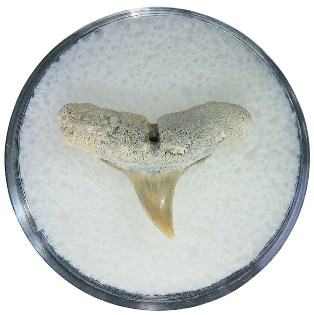 Negaprion eurybathrodon Teeth for Sale Extinct Lemon Shark 4 | Fossils for Sale Negaprion eurybathrodon Teeth for Sale Extinct Lemon Shark #4