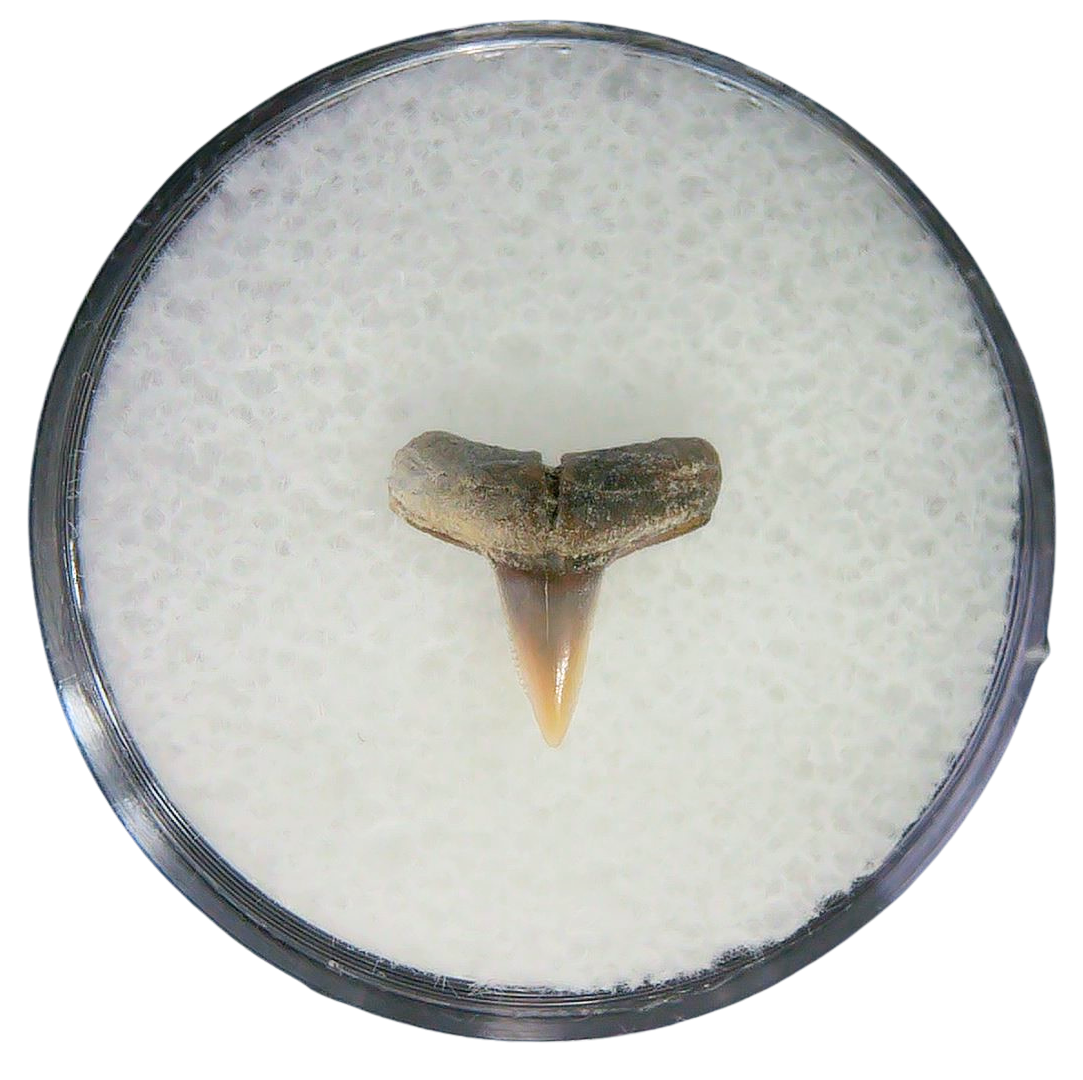 Negaprion eurybathrodon Teeth for Sale Extinct Lemon Shark 40 | Fossils for Sale Negaprion eurybathrodon Teeth for Sale Extinct Lemon Shark #40