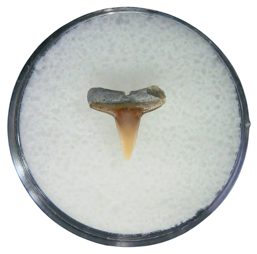Negaprion eurybathrodon Teeth for Sale Extinct Lemon Shark 40a | Fossils for Sale Negaprion eurybathrodon Teeth for Sale Extinct Lemon Shark #40a