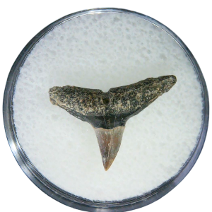 Negaprion eurybathrodon Teeth for Sale Extinct Lemon Shark #41