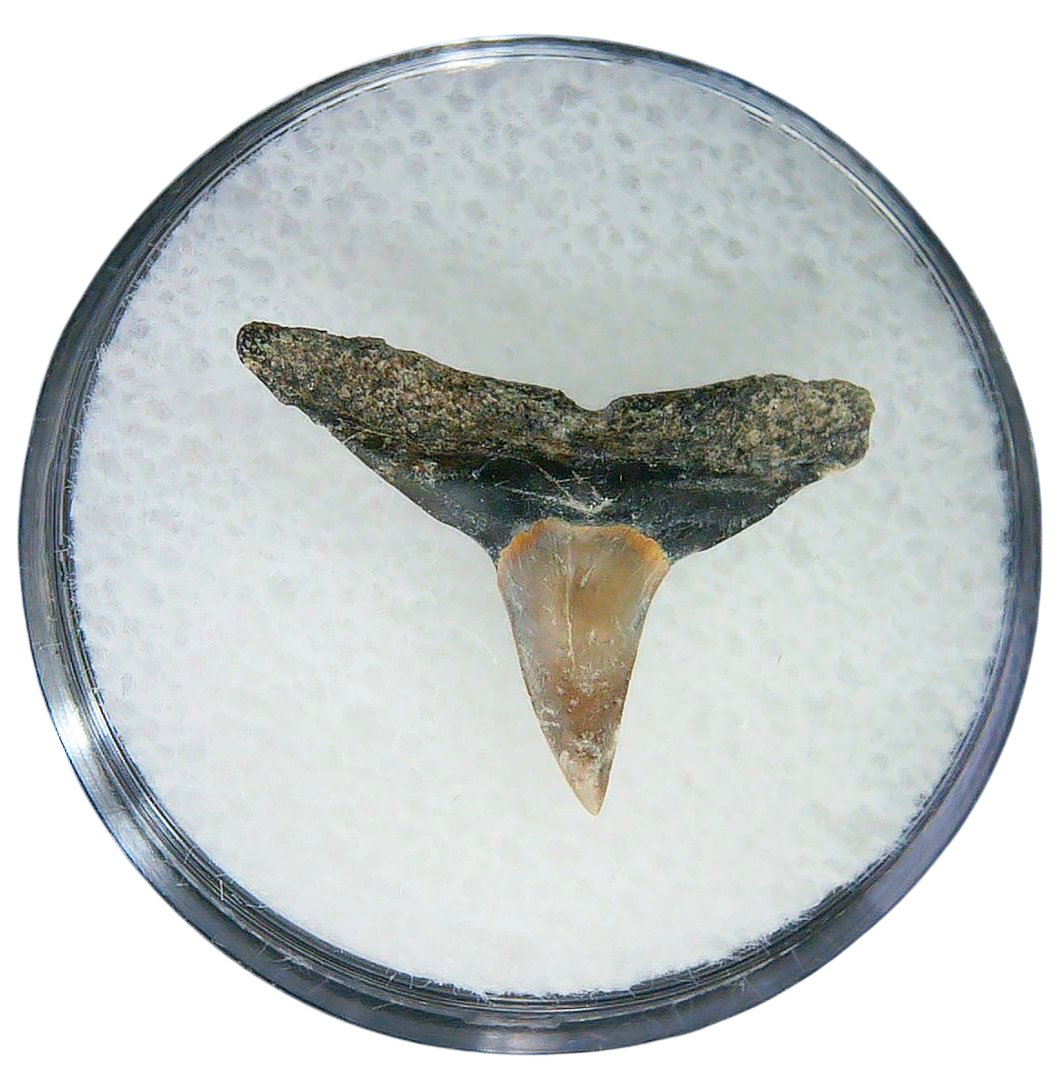 Negaprion eurybathrodon Teeth for Sale Extinct Lemon Shark 41a | Fossils for Sale Negaprion eurybathrodon Teeth for Sale Extinct Lemon Shark #41a