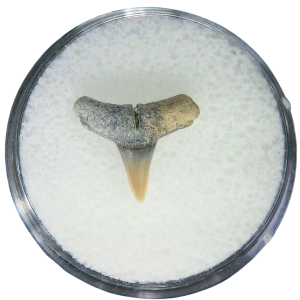 Negaprion eurybathrodon Teeth for Sale Extinct Lemon Shark #42