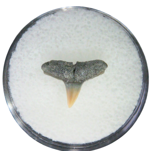 Negaprion eurybathrodon Teeth for Sale Extinct Lemon Shark #43
