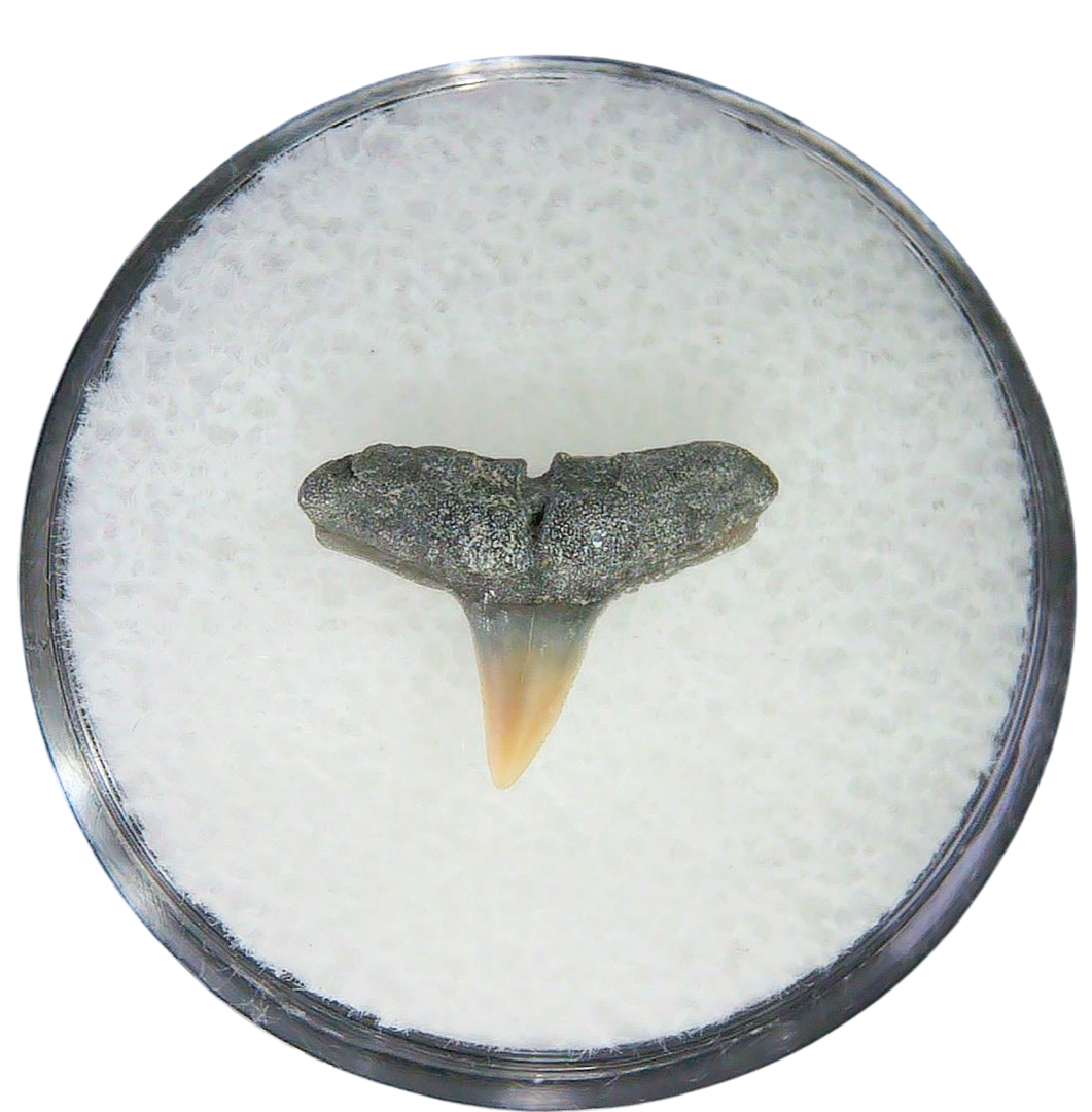 Negaprion eurybathrodon Teeth for Sale Extinct Lemon Shark 43 | Fossils for Sale Negaprion eurybathrodon Teeth for Sale Extinct Lemon Shark #43