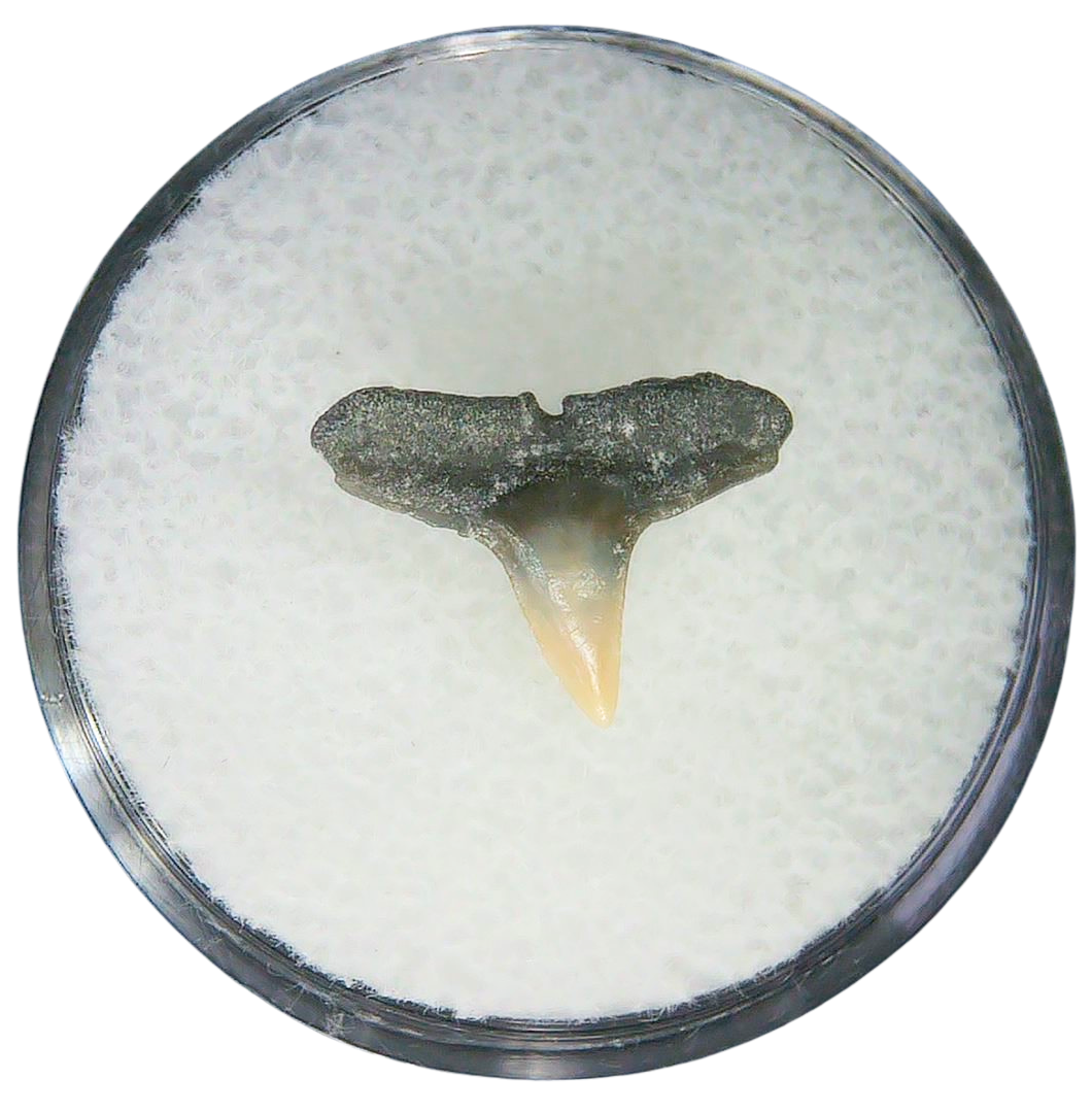 Negaprion eurybathrodon Teeth for Sale Extinct Lemon Shark 43a | Fossils for Sale Negaprion eurybathrodon Teeth for Sale Extinct Lemon Shark #43a