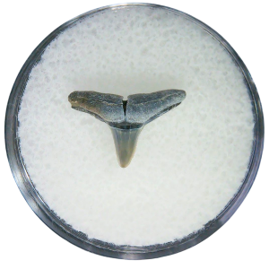 Negaprion eurybathrodon Teeth for Sale Extinct Lemon Shark #44