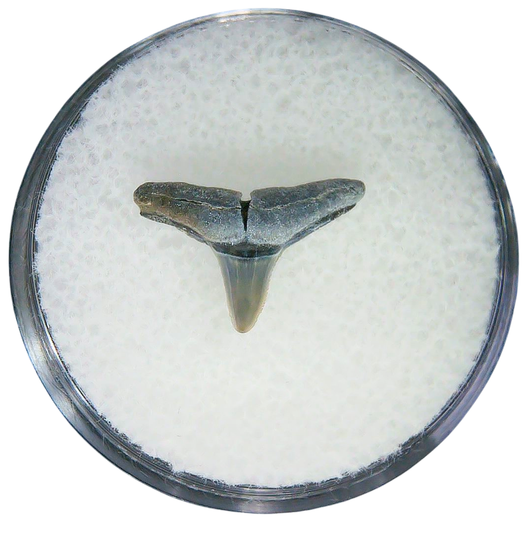Negaprion eurybathrodon Teeth for Sale Extinct Lemon Shark 44 | Fossils for Sale Negaprion eurybathrodon Teeth for Sale Extinct Lemon Shark #44