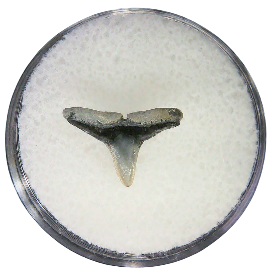 Negaprion eurybathrodon Teeth for Sale Extinct Lemon Shark 44a | Fossils for Sale Negaprion eurybathrodon Teeth for Sale Extinct Lemon Shark #44a