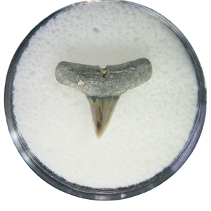 Negaprion eurybathrodon Teeth for Sale Extinct Lemon Shark #45