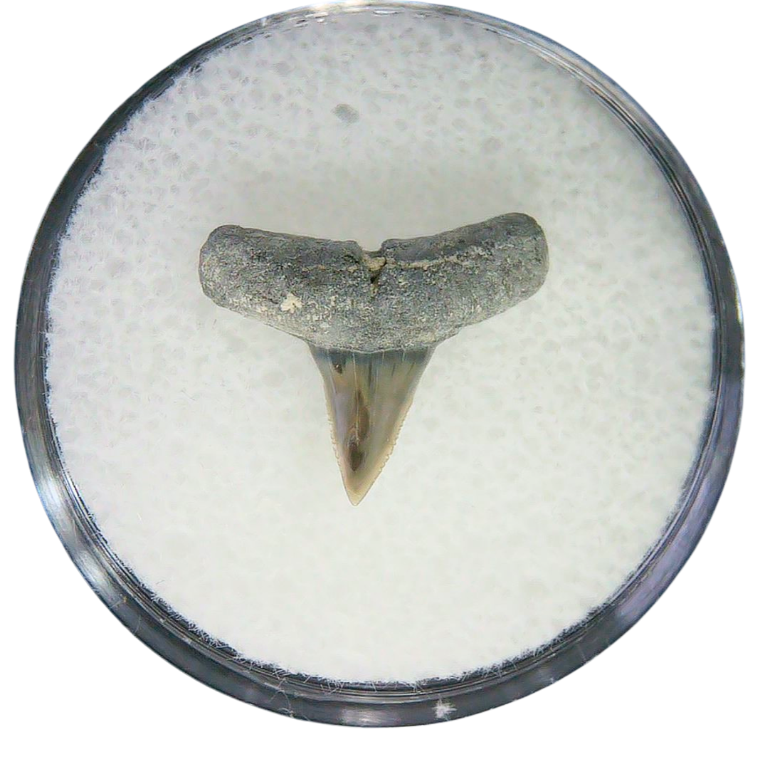 Negaprion eurybathrodon Teeth for Sale Extinct Lemon Shark 45 | Fossils for Sale Negaprion eurybathrodon Teeth for Sale Extinct Lemon Shark #45