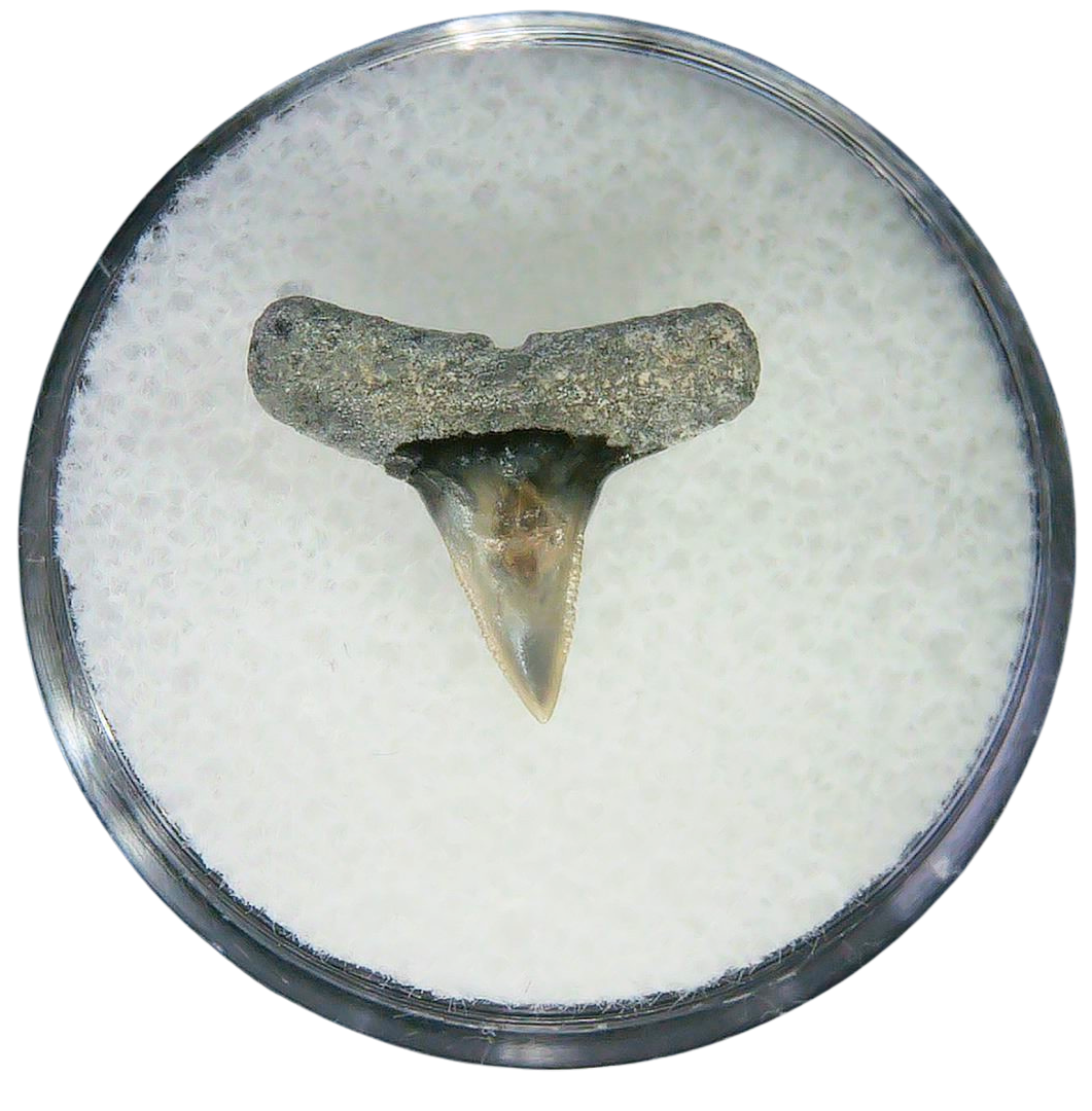 Negaprion eurybathrodon Teeth for Sale Extinct Lemon Shark 45a | Fossils for Sale Negaprion eurybathrodon Teeth for Sale Extinct Lemon Shark #45a