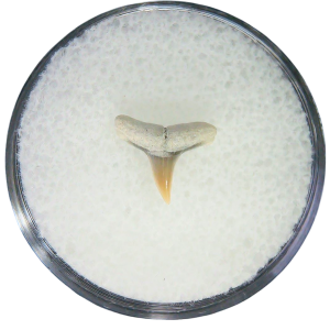 Negaprion eurybathrodon Teeth for Sale Extinct Lemon Shark #46