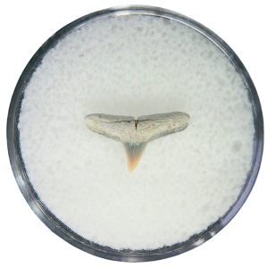 Negaprion eurybathrodon Teeth for Sale Extinct Lemon Shark #47