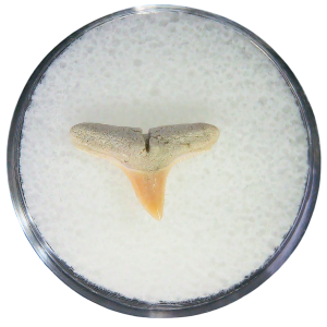 Negaprion eurybathrodon Teeth for Sale Extinct Lemon Shark #48