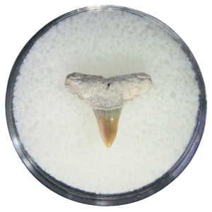 Negaprion eurybathrodon Teeth for Sale Extinct Lemon Shark #49