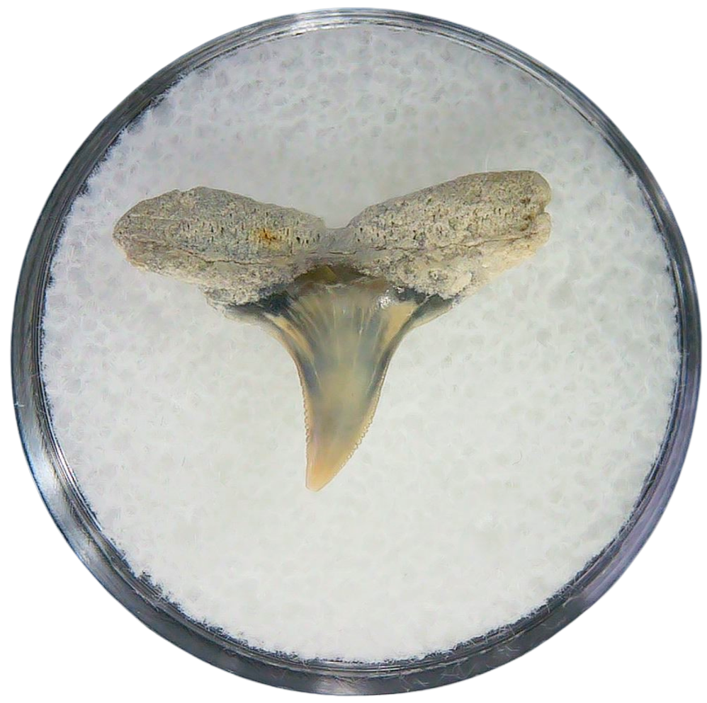 Negaprion eurybathrodon Teeth for Sale Extinct Lemon Shark 4a | Fossils for Sale Negaprion eurybathrodon Teeth for Sale Extinct Lemon Shark #4a