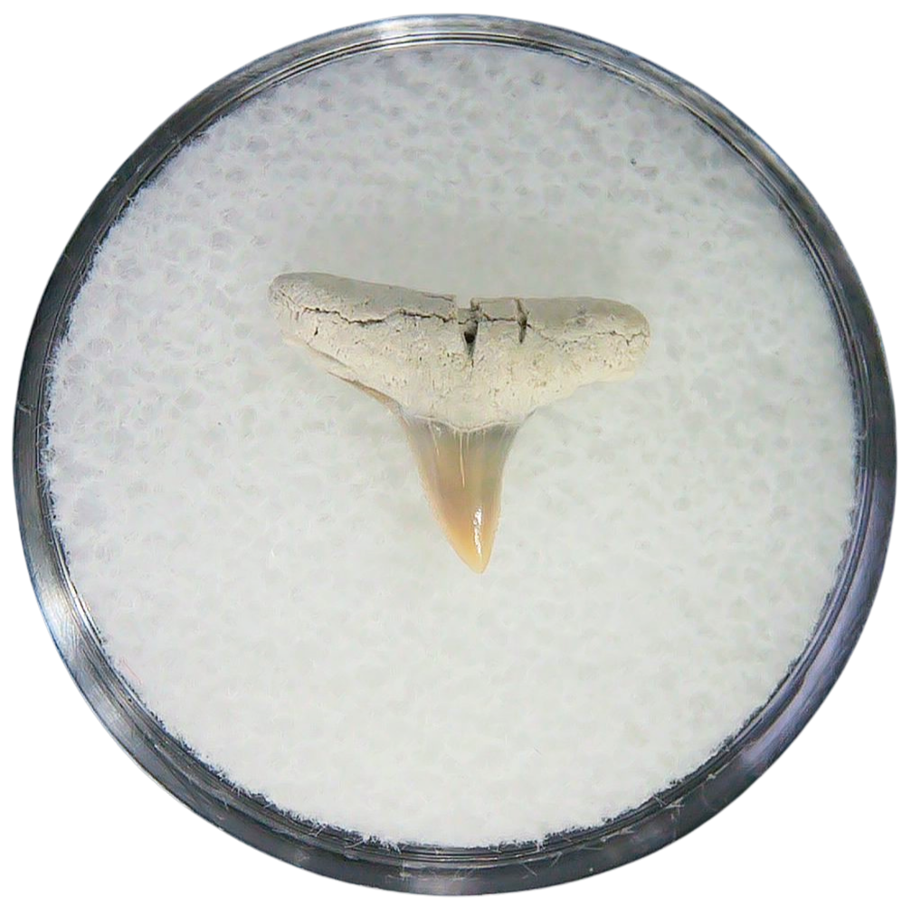 Negaprion eurybathrodon Teeth for Sale Extinct Lemon Shark 5 | Fossils for Sale Negaprion eurybathrodon Teeth for Sale Extinct Lemon Shark #5