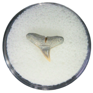 Negaprion eurybathrodon Teeth for Sale Extinct Lemon Shark #50