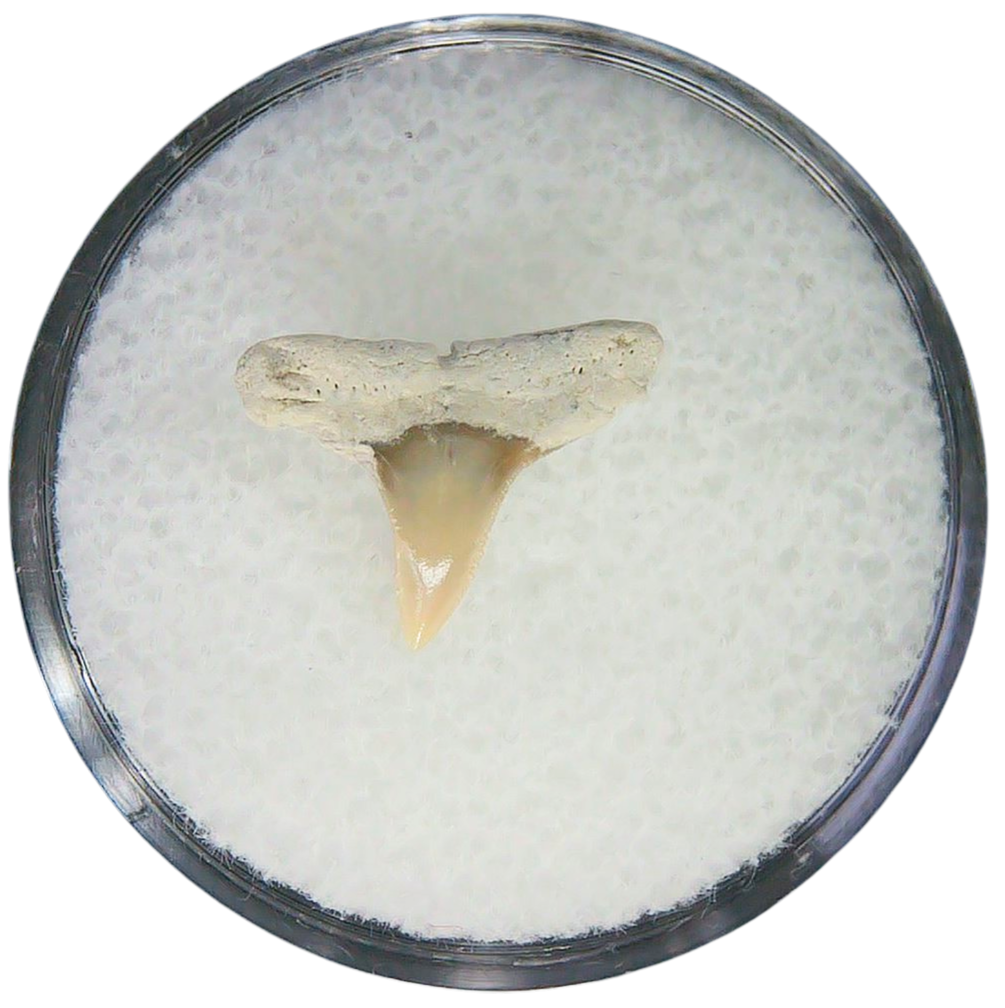 Negaprion eurybathrodon Teeth for Sale Extinct Lemon Shark 5a | Fossils for Sale Negaprion eurybathrodon Teeth for Sale Extinct Lemon Shark #5a