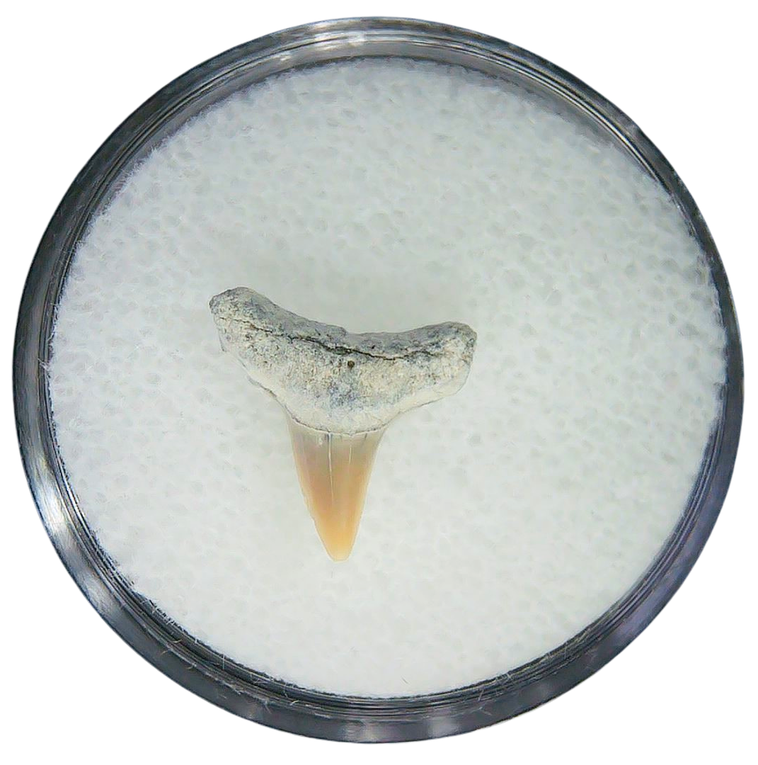 Negaprion eurybathrodon Teeth for Sale Extinct Lemon Shark 6 | Fossils for Sale Negaprion eurybathrodon Teeth for Sale Extinct Lemon Shark #6