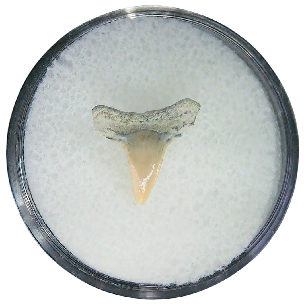 Negaprion eurybathrodon Teeth for Sale Extinct Lemon Shark 6a | Fossils for Sale Negaprion eurybathrodon Teeth for Sale Extinct Lemon Shark #6a