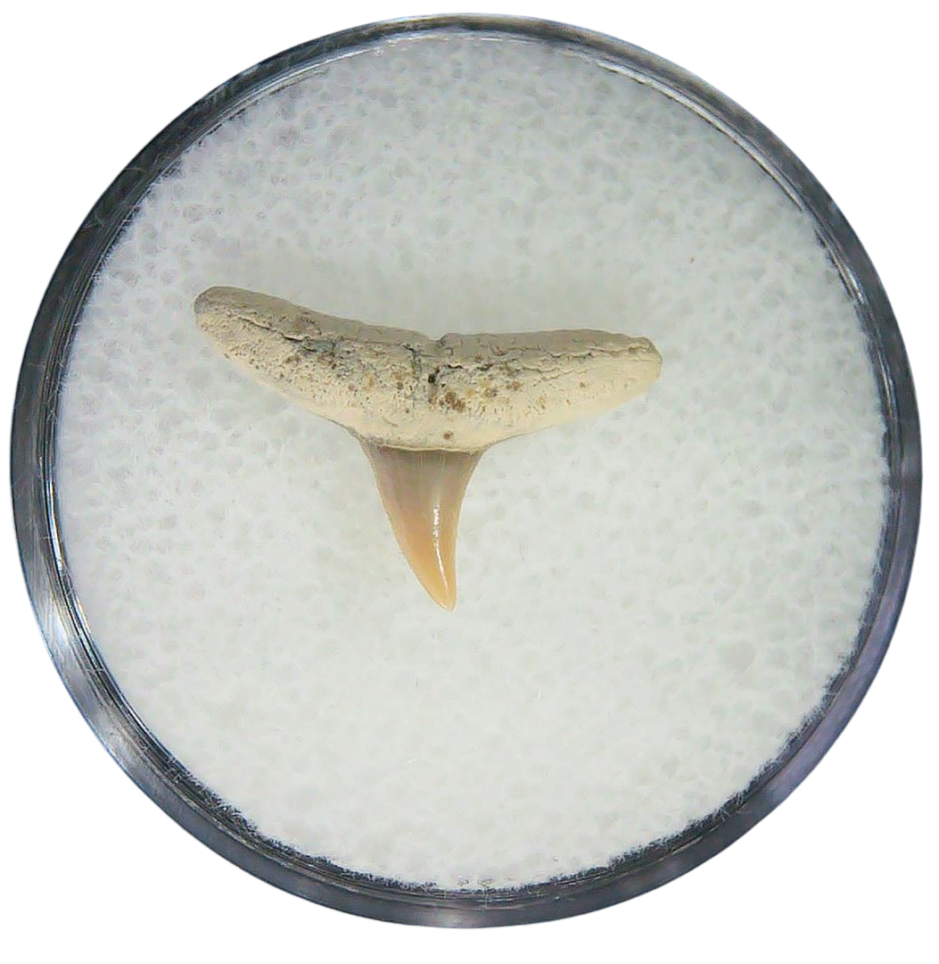 Negaprion eurybathrodon Teeth for Sale Extinct Lemon Shark 7 | Fossils for Sale Negaprion eurybathrodon Teeth for Sale Extinct Lemon Shark #7